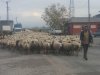Koyunların şehirdeki yolculuğu… (07.12.2022)