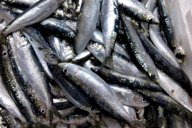 Sardalyanın kilosu 60 liraya düştü