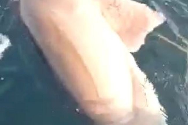 Oltasına köpek balığı takıldı 