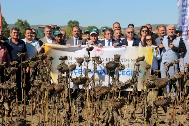 Kocagür Köyü’nde ayçiçeği hasadı (15.10.2022)