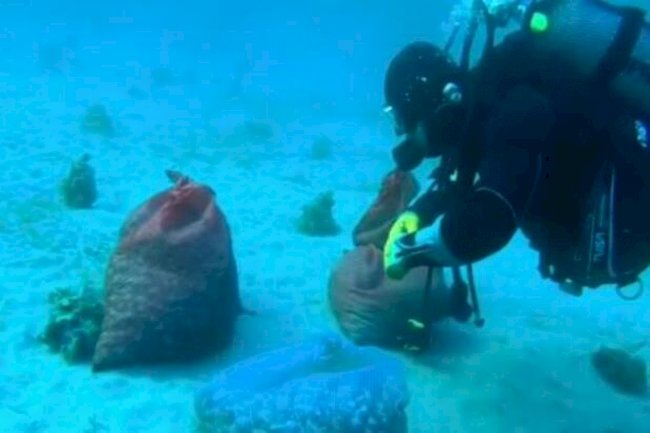 Kaçak akivades avcılığına suçüstü 