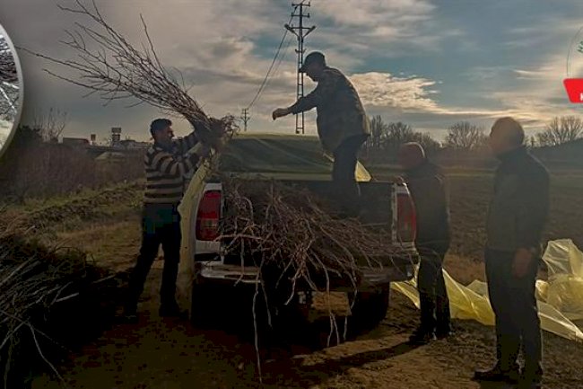 10.000 adet akasya fidanı dağıtıldı