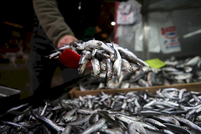 Hamsi avcılığı 15 Nisan'a kadar yasaklandı