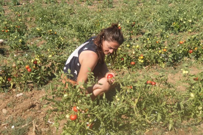 200 üreticiye 130 bin domates fidesi dağıtıldı