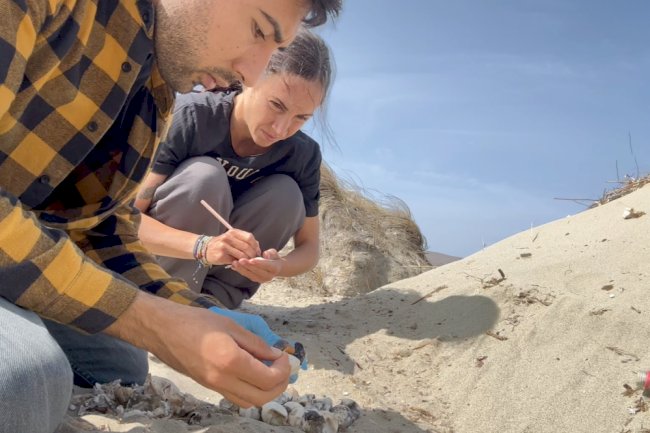 Caretta caretta yavruları denizle buluştu