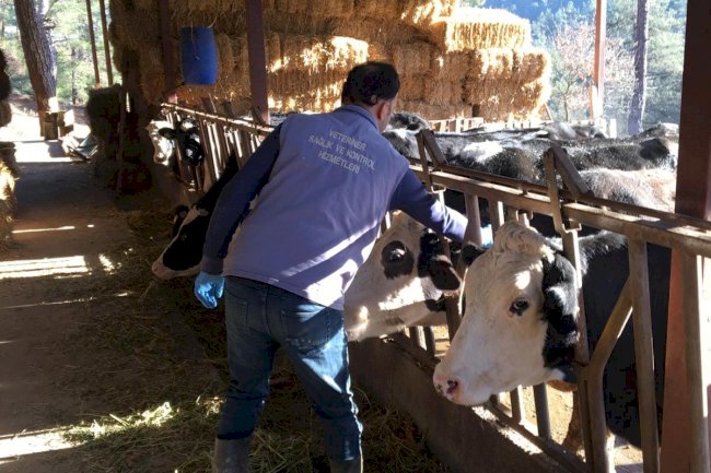 Şap Aşılama Kampanyası başladı