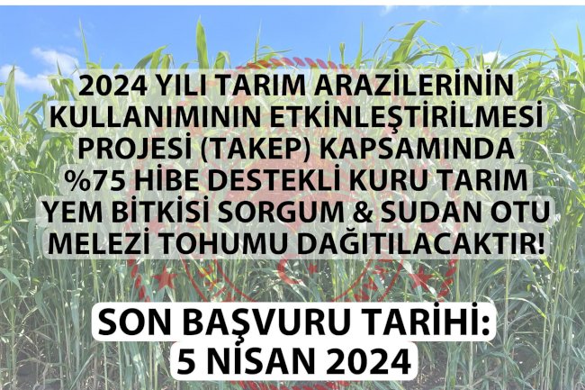 Kuru tarım yem bitkisi sorgum ve sudan otu melezi tohumu dağıtılacak