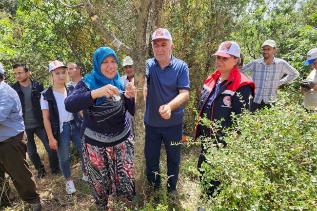 Üreticilere T göz aşısı uygulamalı olarak anlatıldı