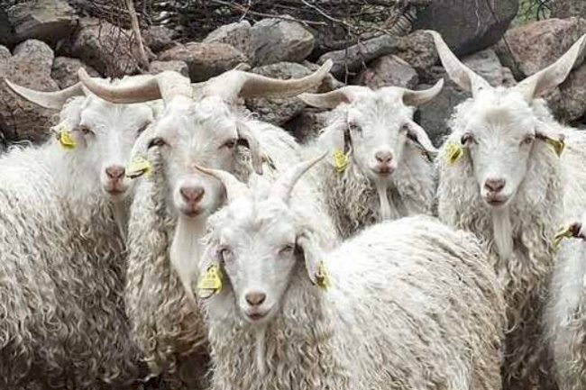 Kuzu ve Oğlaklara yeni destekleme modeli