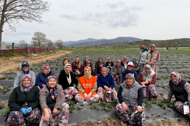 Davut Köyü’nde çilek hasadı