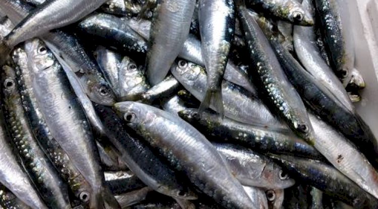 Sardalyanın kilosu 60 liraya düştü