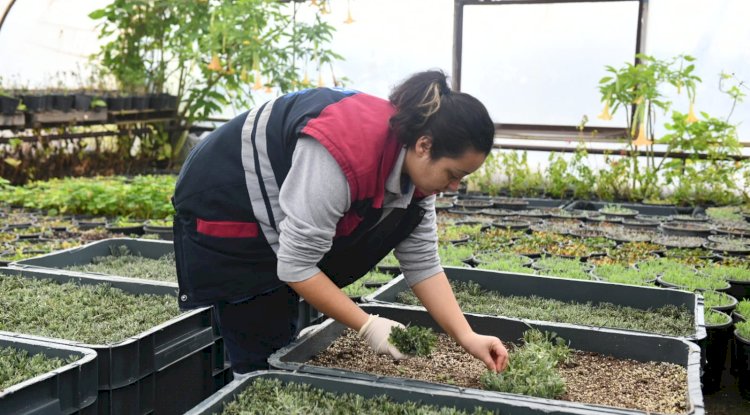 Seralarda bitki yetiştirme çalışmaları sürüyor