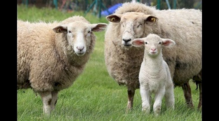 Üreticilerin dikkatine!