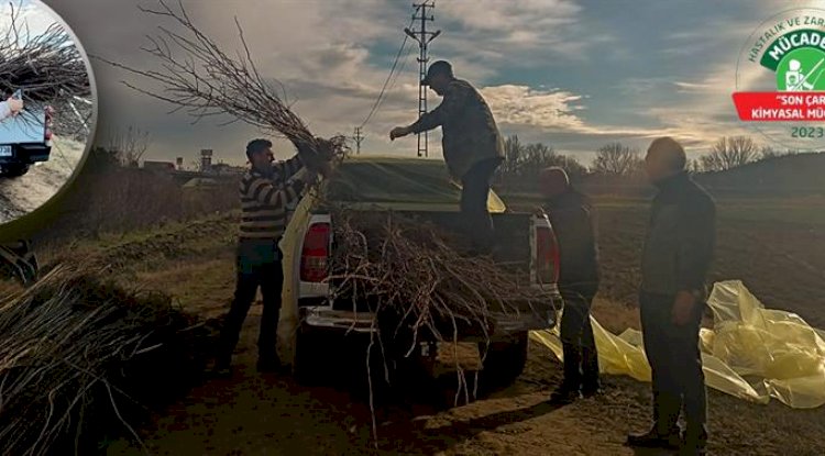 10.000 adet akasya fidanı dağıtıldı