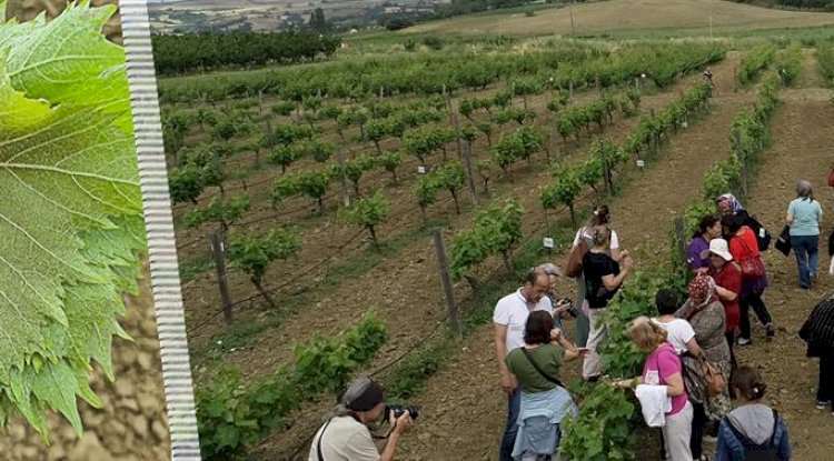 Çanakkale’de Uygulamalı Salamura Asma Yaprağı Eğitimi Verildi