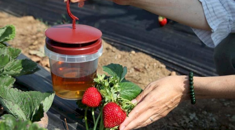 Çilek yetiştiricilerine biyoteknikle mücadele anlatıldı