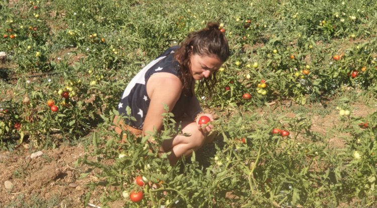200 üreticiye 130 bin domates fidesi dağıtıldı