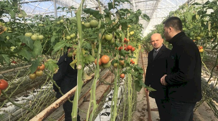 Serada üretimi yerinde inceledi