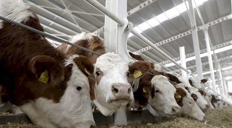 Düve alım desteği başvuruları devam ediyor