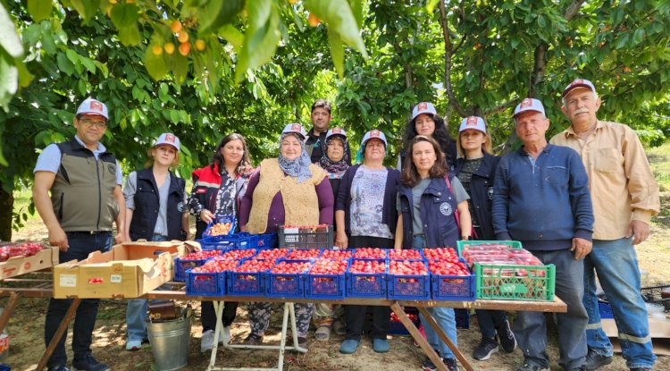 Müdür Türkarslan, üreticilerle birlikte kiraz topladı