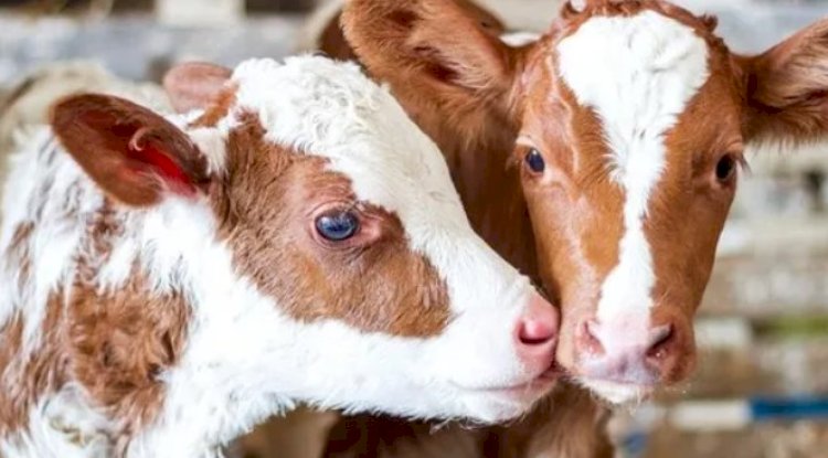 Yetiştiricilere duyuru