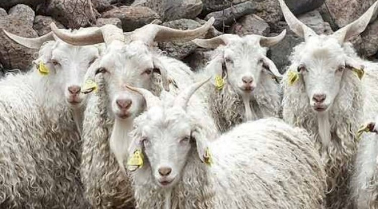 Kuzu ve Oğlaklara yeni destekleme modeli