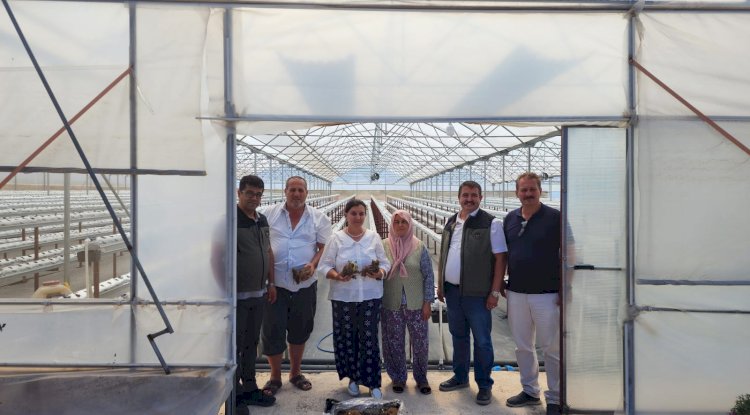 Türkarslan Çilek seralarını inceledi.