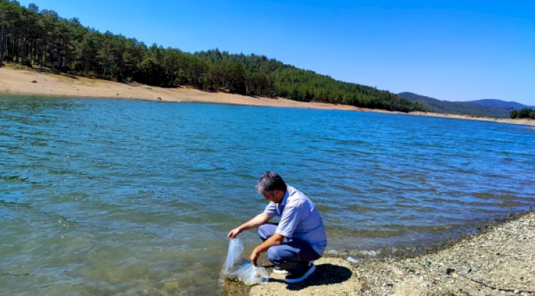 50.000 Yavru Sazan Balığı Göletlere Salındı