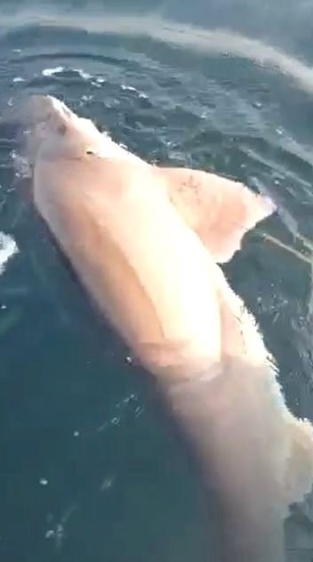 Oltasına köpek balığı takıldı 