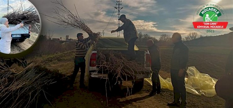 10.000 adet akasya fidanı dağıtıldı