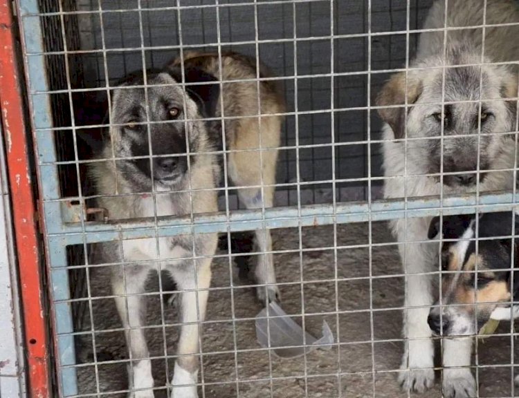 CAN DOSTLARIMIZ İÇİN SAĞLIK TARAMASI