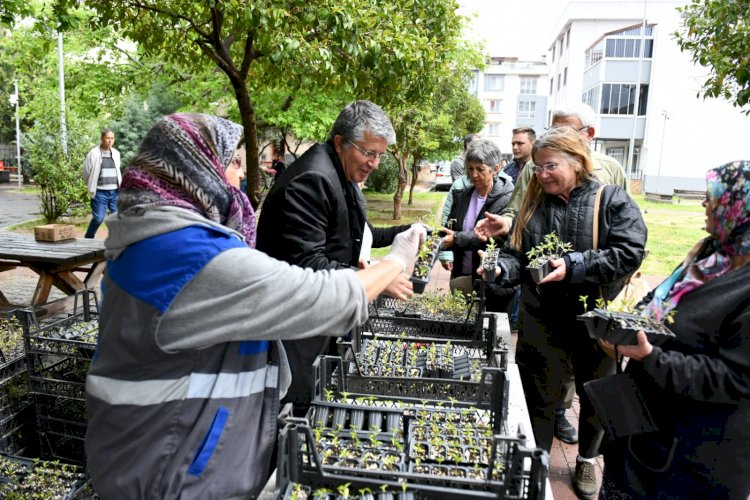 Çanakkale’de Yerel Tohum Fideleri Dağıtıldı