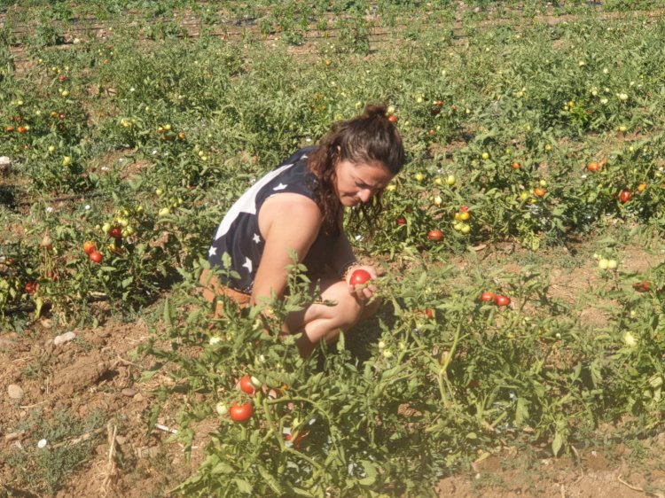 200 üreticiye 130 bin domates fidesi dağıtıldı