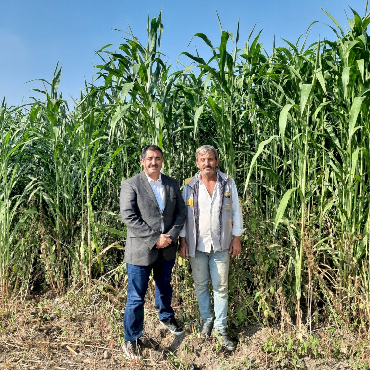 Zeytinde hasat öncesi kontroller sürüyor