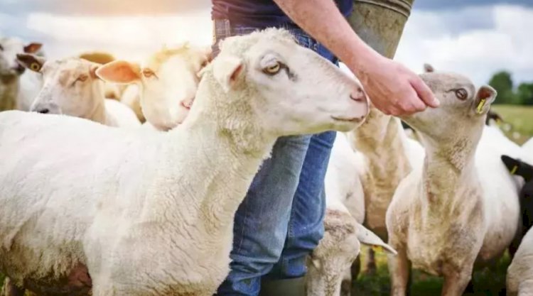 Üreticilere ek başvuru duyurusu