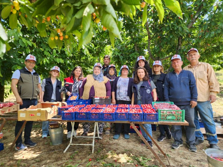 Müdür Türkarslan, üreticilerle birlikte kiraz topladı