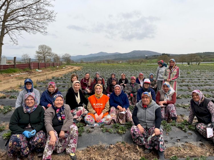 Davut Köyü’nde çilek hasadı